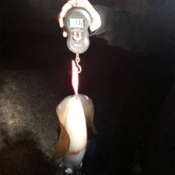 春エギングデビュー戦