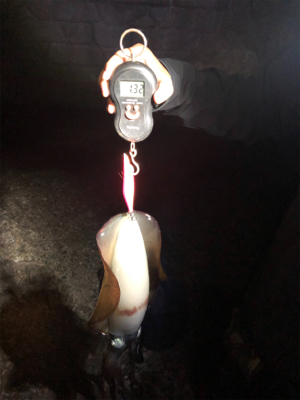 春エギングデビュー戦