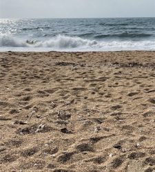 シーズン始まったかな。