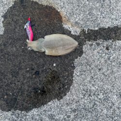 今シーズン初コウイカ