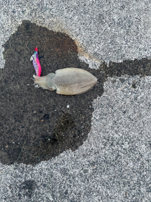 今シーズン初コウイカ