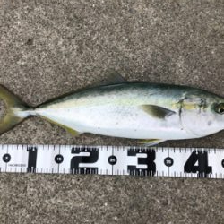 ベイト回遊あり