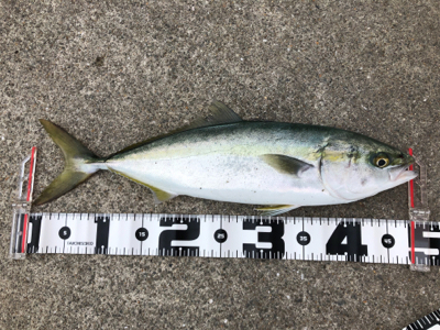 ベイト回遊あり