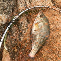 尾道周辺でまったりフカセ