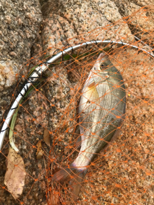 尾道周辺でまったりフカセ