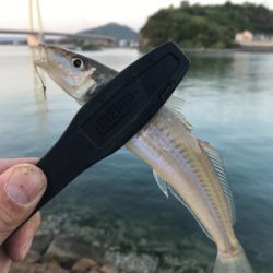 キス釣り