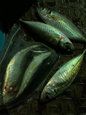 アジングの練習2