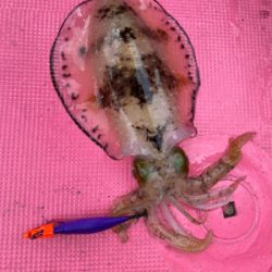 春イカティップラン