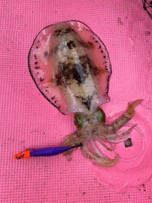 春イカティップラン