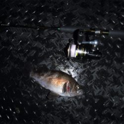 メバルダービー最終日