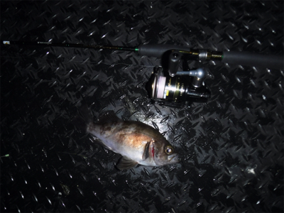 メバルダービー最終日