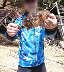 癒やしのカサゴ釣り