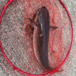 本命とは出会えず…