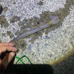 春烏賊を求めて。