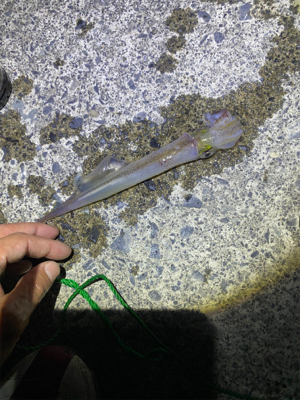 春烏賊を求めて。