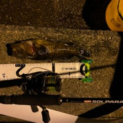 アオイソメで爆釣！！！