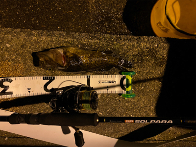 アオイソメで爆釣！！！