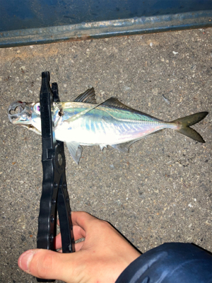 激渋アジング！