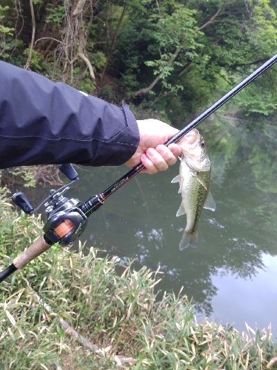子バスも元気です