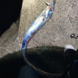 でっかいタチウオ