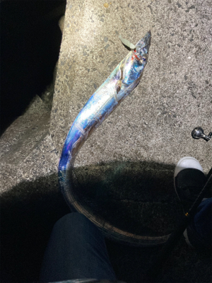 でっかいタチウオ