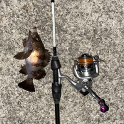 青物はまだ、、