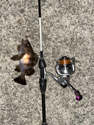 青物はまだ、、