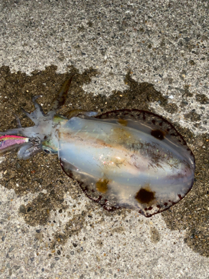 今年一発目はハラハラ