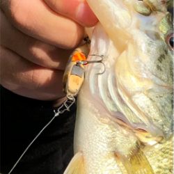 今シーズン最初の桜池