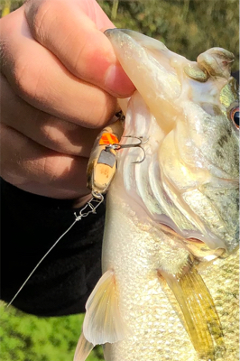 今シーズン最初の桜池
