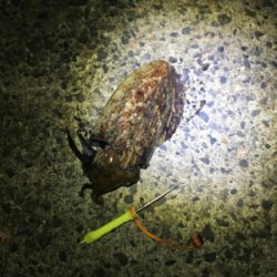 コウイカ 釣行