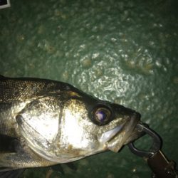 バチパターン？