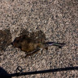 爆風ナイトエギング