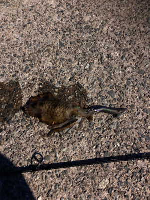 爆風ナイトエギング