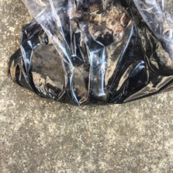 メバルを求めて