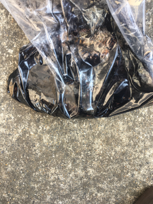 メバルを求めて