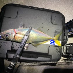 強風で満月の中でのアジング