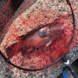 波止からフカセ釣り