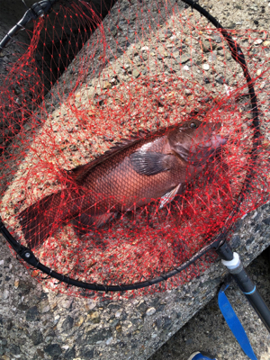 波止からフカセ釣り