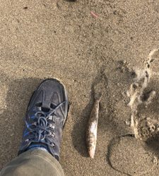 由良川にキス釣りに！