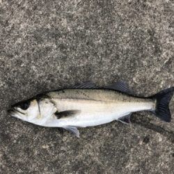 満潮狙いでエビ撒き