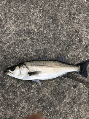 満潮狙いでエビ撒き