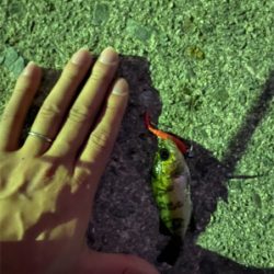 魅力的ガッシー！