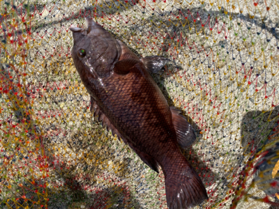 チヌ、グレ爆釣！絶好調