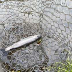 黒保根渓流フィッシング