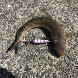 エソ　和田防新波止