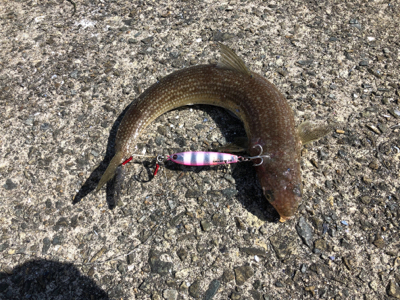 エソ　和田防新波止