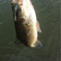 懐かしのロングビルミノー