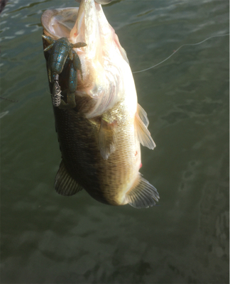 懐かしのロングビルミノー