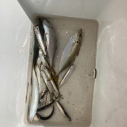 大黒埠頭海釣り施設にての釣果